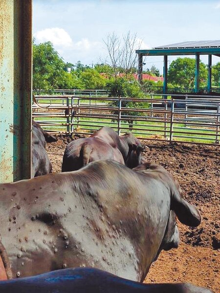 牛結節疹是一種急性、亞急性或慢性的牛病毒性疾病，導致牛隻因為泌乳量下降、體重減輕、流產、公牛不孕、皮毛無法利用及一些病牛因死亡而造成經濟損失。（農委會提供）