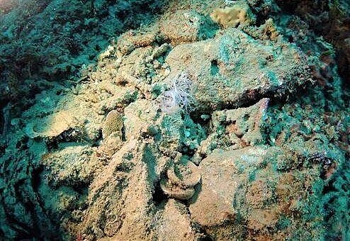 墾丁後壁湖潛點餵魚區被稱「貝中之王」的硨磲貝疑被人盜走,只剩足絲,消息一出引發眾怒。圖/台灣潛水提供