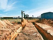 金門牛結節疹擴大？再增52疑似病牛