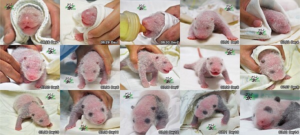動物園一口氣公開「圓仔妹」15天來的成長照片。圖/台北市立動物園提供