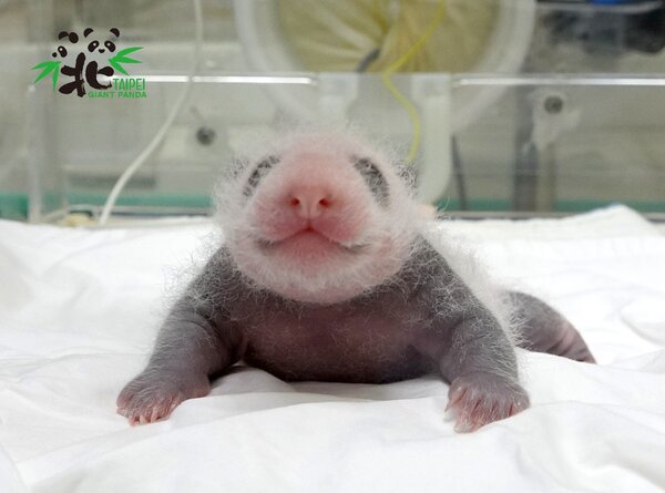 大貓熊寶寶「圓仔妹」出生滿15天，保育員日夜輪班看護。圖／台北市立動物園提供