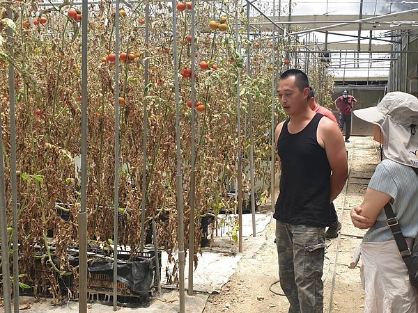 南投縣仁愛鄉入夏盛產番茄,卻傳出全新外來種「番茄潛旋蛾」入侵危害。圖/聯合報