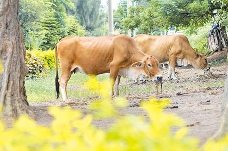 金門牛隻將緊急施打疫苗，未來不再全場撲殺。（李金生攝）