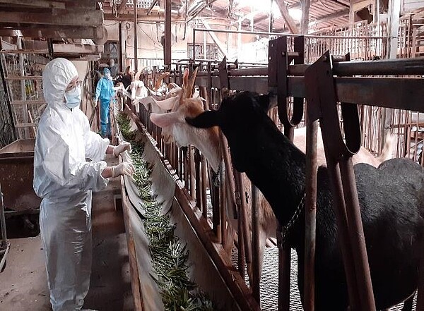 動保處輔導畜牧場加強自主防疫措施。圖/新北動保處提供