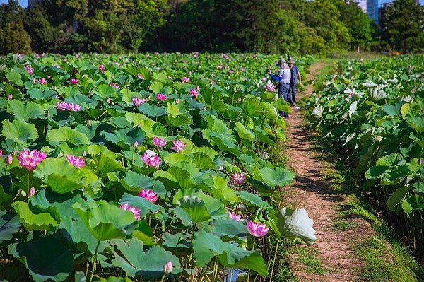 7月登場的桃園蓮花季以大範圍蓮花花海為亮點,景致美不勝收。圖/桃園市農業局提供