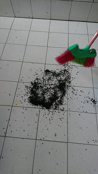 金龍里民每天站在門外不到幾分鐘,就會有蟲爬上身,煮飯時還會爬入菜裡,住家前陽台用掃把掃了上千隻,也擔心睡覺爬入口鼻。圖/金龍里長鄭允強提供