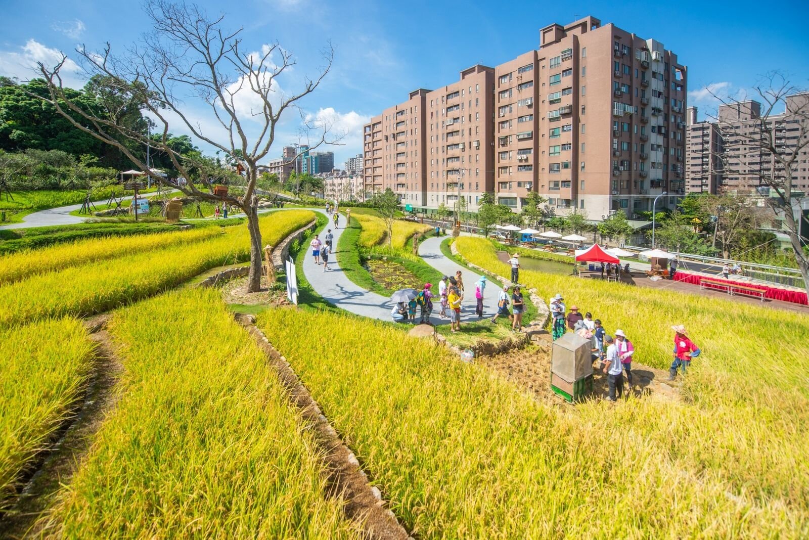 大有梯田生態公園19日正式啟用。圖／桃園市政府提供