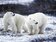 冰層減少難覓食！全球暖化恐使北極熊在2100年滅絕