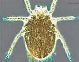 出遊當心　花東、離島爆恙蟲病