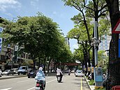 強降雨後…樹倒砸人　台中9天發生2回