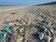 研究：2040年前　海洋塑膠垃圾將增加2倍