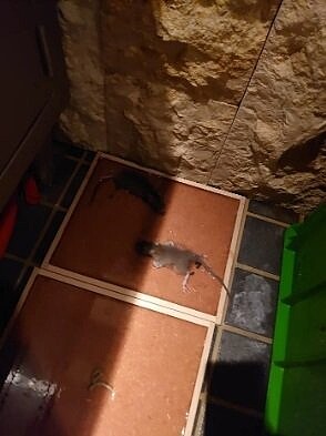 網友在社群平台爆料，自己任職台中一家酒店，但該酒店每月常可補捉到不少老鼠，環境髒亂可怕。圖／取自社群平台Dcard