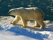 北極圈群島飆21.7度　破41年紀錄