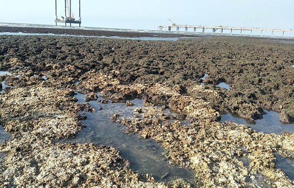 桃園市觀塘中油天然氣第三接收站施工，大潭藻礁破壞嚴重。記者曾增勳／攝影 