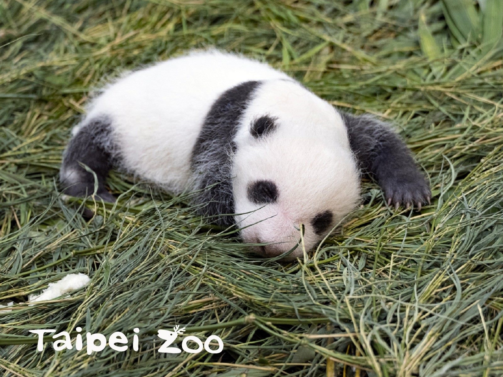 大貓熊寶寶「圓仔妹」27日滿月，動物園舉行命名活動。圖／台北市立動物園提供