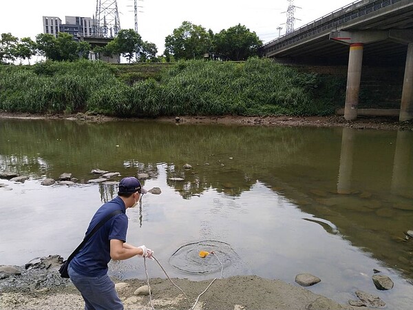 新北市環保局人員打撈死魚採樣。圖／環保局提供