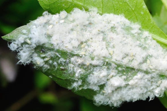 台北市金露華感染棉絮粉蝨,好發期為5至7月,通常梅雨過後即減少。圖/汪志冰辦公室提供
