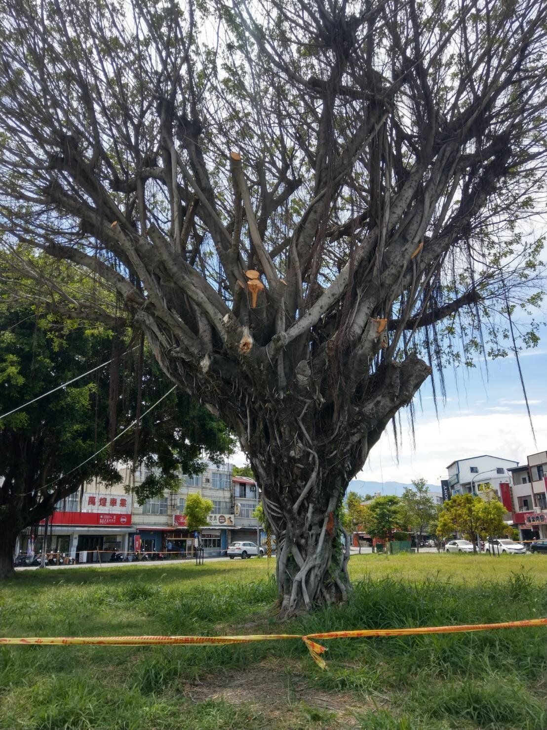 台東市三角公園1棵老榕樹染褐根病,原訂7月12日移除,因民眾陳情暫緩實施,但百萬救治經費卻讓縣府陷入兩難。記者尤聰光/攝影