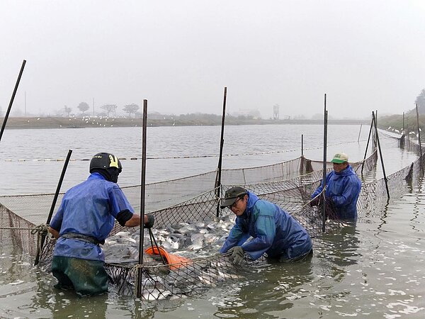 嘉義縣沿海漁民養殖台灣鯛、虱目魚及鱸魚，產量占全國大宗，受疫情衝擊，水產加工外銷受阻轉內銷，市場供應量多造成價格疲軟。圖／縣府提供