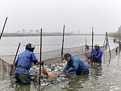 疫情衝擊養殖漁業外銷受阻價格疲軟　吃魚正是時候