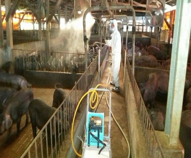 動保處人員在豬場內噴灑消毒劑殺病原。圖／新北市動保處提供