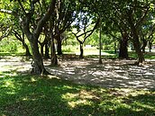 每天上萬人使用超限　大安森林公園草、樹長不好