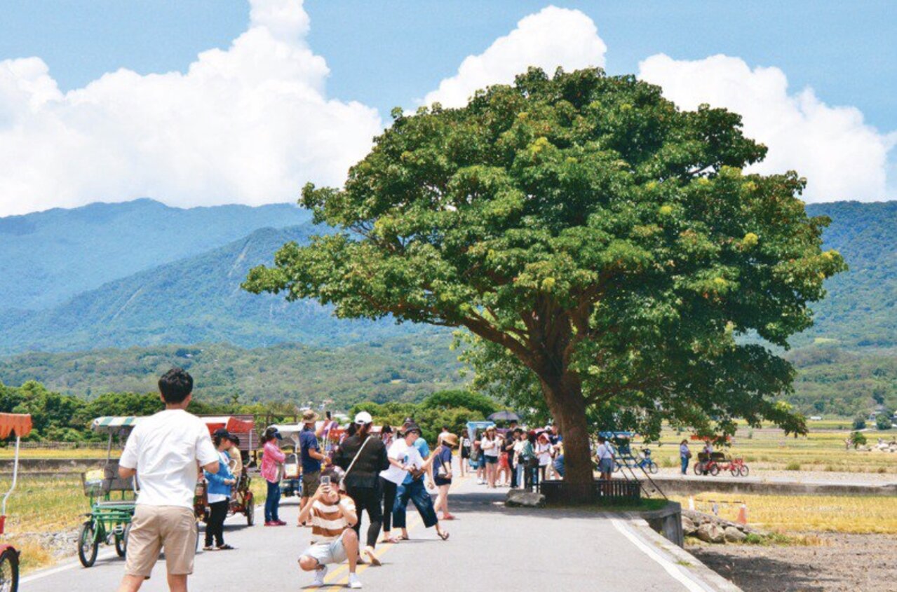 台東縱谷池上伯朗大道金城武樹景點,吸引大批遊客前往朝聖。圖/聯合報系資料照