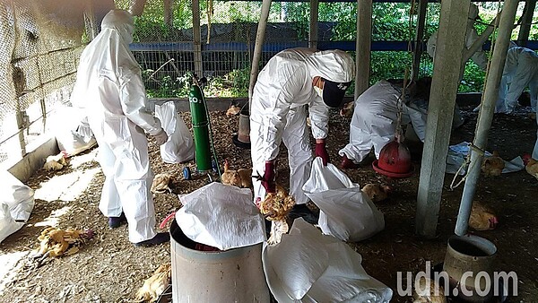 屏東縣鹽埔鄉1處養雞場確診禽流感，今啟動撲殺作業，現場撲殺7千多隻土雞。圖／屏東縣府提供