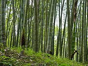 農林紓困釋利多　南投林管處國有林地租金減免