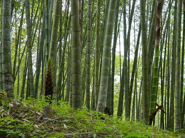 林務局南投林區管理處考量疫情,今年國有林出租地租金開徵減免,且延至10月1日辦理開徵。圖/南投林管處提供