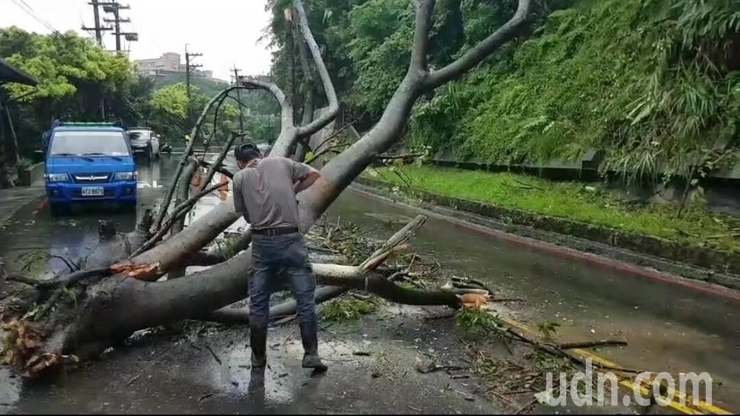 基隆雨不斷老樹50米高崩落 占一半車道阻交通。記者游明煌／攝影