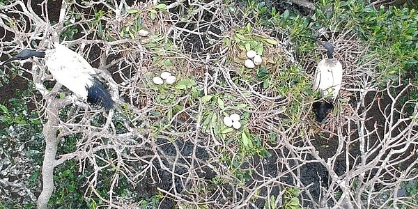 埃及聖䴉及巢蛋,非本次在永和發現的埃及聖䴉。圖/新竹林管處提供