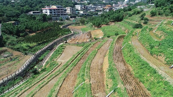 水梯田的農耕文化地景，最近重現在北市陽明山區的平等里，當地已種下綠、黃、白及深、淺紫色的五種顏色彩色水稻。圖／北市大地處提供