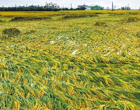 受豪雨影響，屏東縣農作災損總面積302公頃，損失金額893萬元，其中一期稻作倒伏受災最重。（潘建志攝）