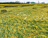 屏東豪雨成災　農損近900萬元