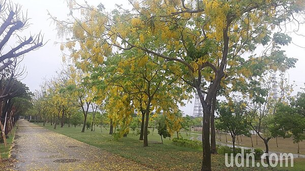 台南科學園區近2500株阿勃勒盛開。記者周宗禎/攝影