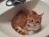 為什麼貓愛跟人上廁所？　對「謎樣場所」充滿探險慾望