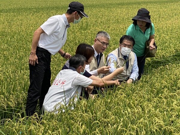 台南市長黃偉哲（右二）昨天由農業局長謝耀清（右三）等人陪同，視察後壁區一期水稻生長情形。圖／台南市農業局提供