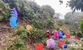 梅雨鋒面滯留　農民注意雨後疫病防治