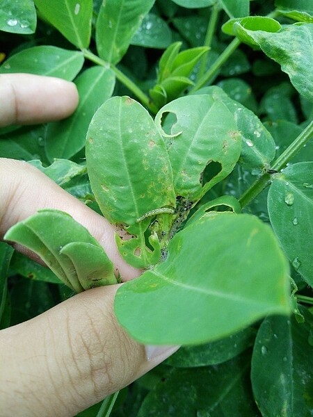 秋行軍蟲危害落花生。圖／台中市府提供