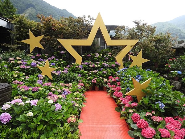 竹子湖種植的繡球花品種多樣。圖/北市產業發展局提供