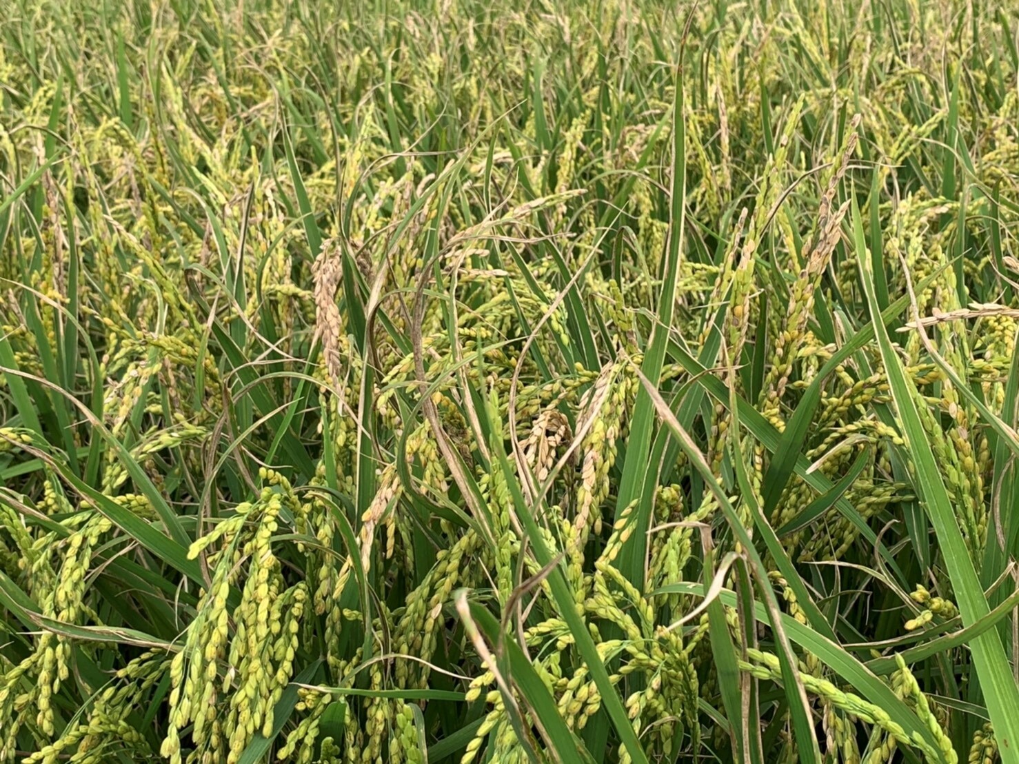 花蓮地區水稻近期出現「空包彈」情形。圖／花蓮縣政府提供