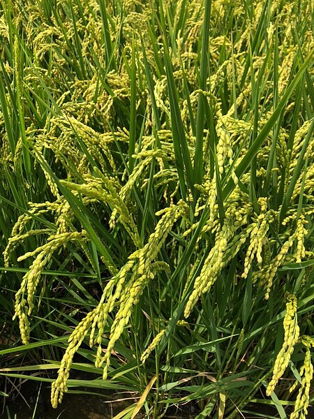 嘉義市目前水稻罹稻熱病低。圖/嘉義市府提供