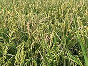 花蓮水稻成「空包彈」　3鄉鎮每公頃補助1萬8