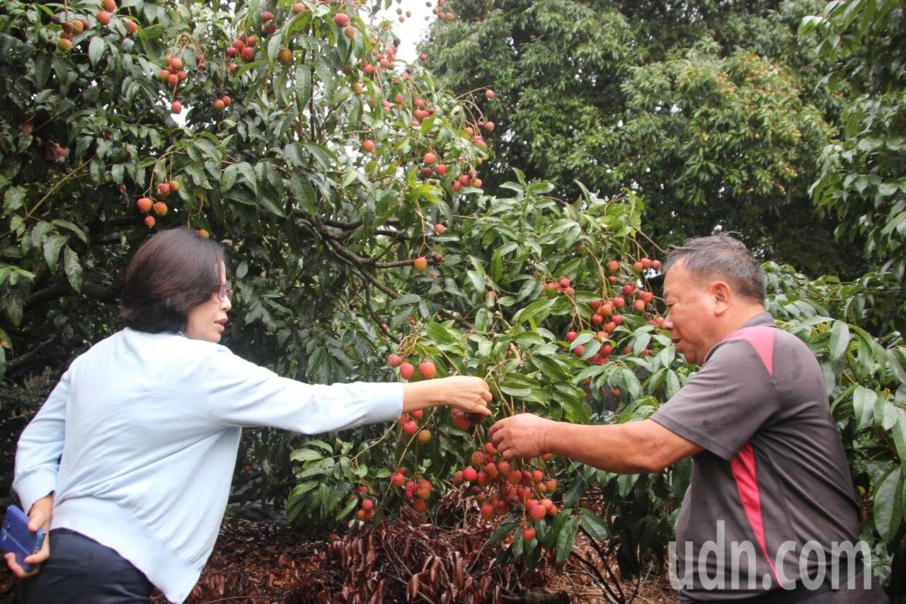 彰化荔枝進入採收期,農民極怕豪雨造成裂果損失,連日豪雨已有零星荔枝掉果。記者林宛諭/攝影