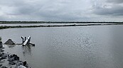 雲林豪雨釀災　台西養殖護岸潰堤　淹沒8甲魚塭