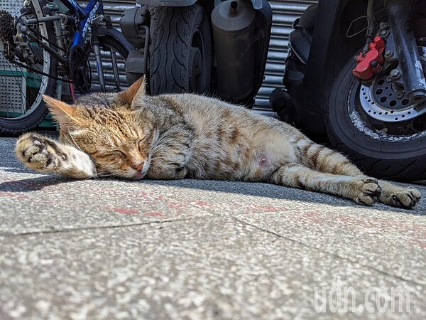 未來一周台灣都在暖氣團內,高溫將達35、36度、熱如炎夏的天氣。本報資料照片