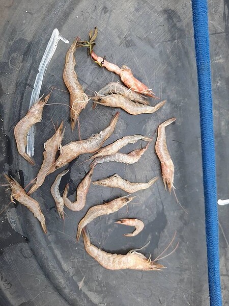 動保處將白蝦檢體送至淡水畜衛所檢驗。圖/新北動保防疫處提供