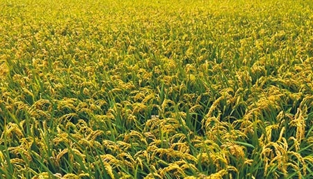 農地種出來的稻子早期是交給地主的田租。（廖素慧攝）