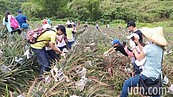 台南龍崎鳳梨好筍「竹風輕旅」產業文化活動今登場